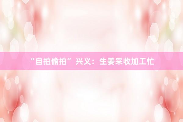 “自拍偷拍” 兴义：生姜采收加工忙