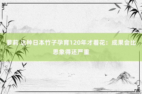 萝莉 这种日本竹子孕育120年才着花：成果会比思象得还严重